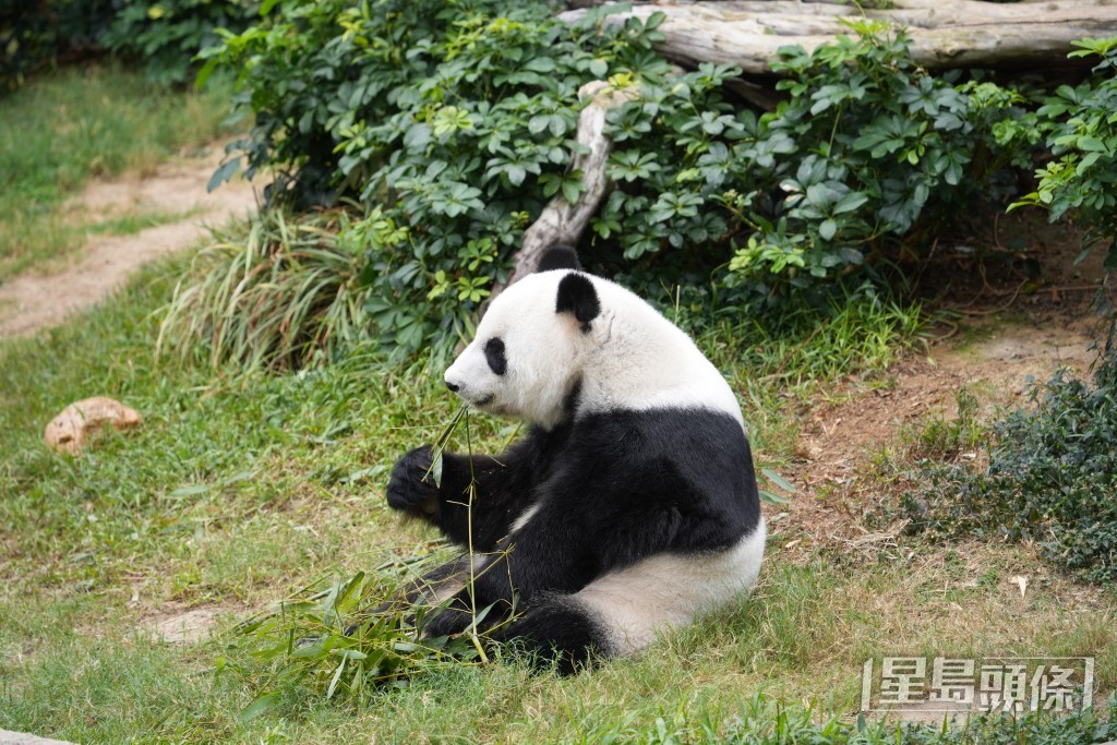 網民隨即就一對大熊貓的命名議論紛紛，提出創意改名建議， 包括「國國、安安」、「治治、興興」（圖為盈盈、樂樂）。吳艷玲攝