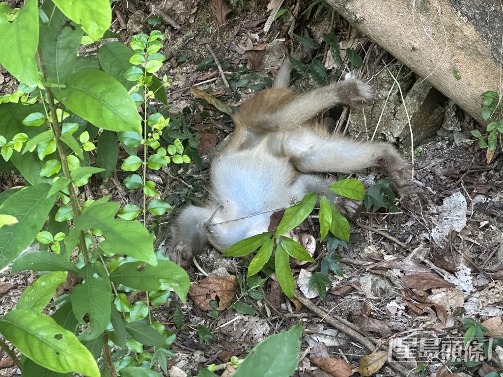 警方及消防員到場後,發現馬騮頭部流血受傷,原因有待調查。梁國峰攝 警方及消防員到場後,發現馬騮頭部流血受傷,原因有待調查。梁國峰攝