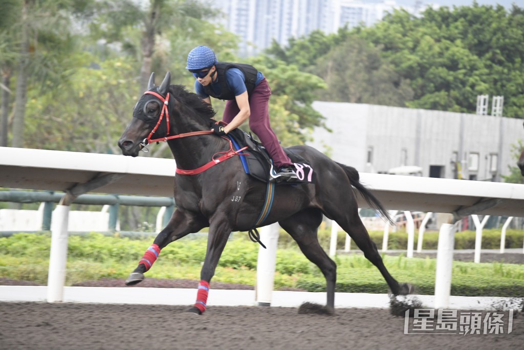 今朝「辣得金」課後巫偉傑第一時間趕去機坪接馬。