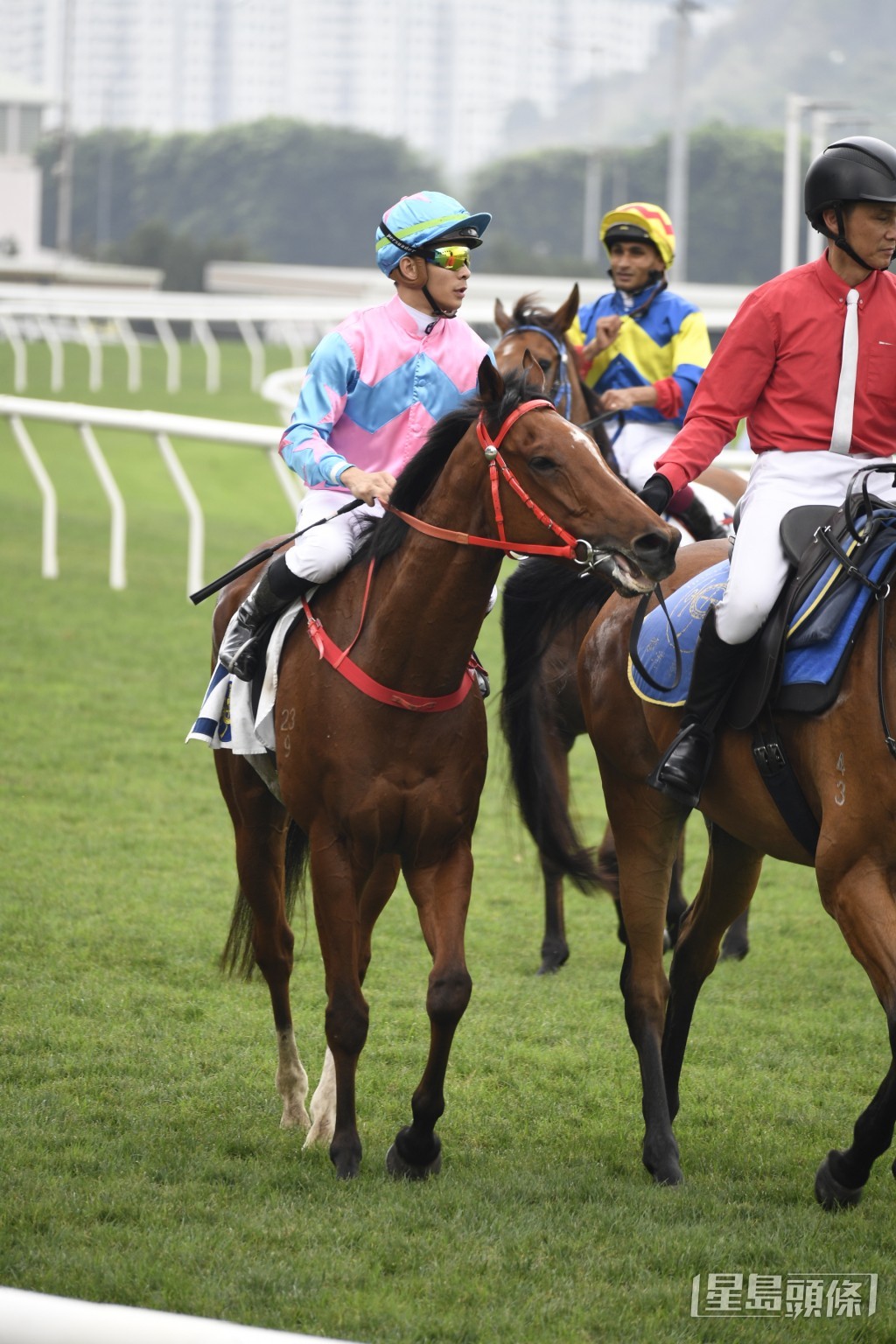 「誠好運」是由羅富全從香港國際精選馬匹拍賣會挑選來港。