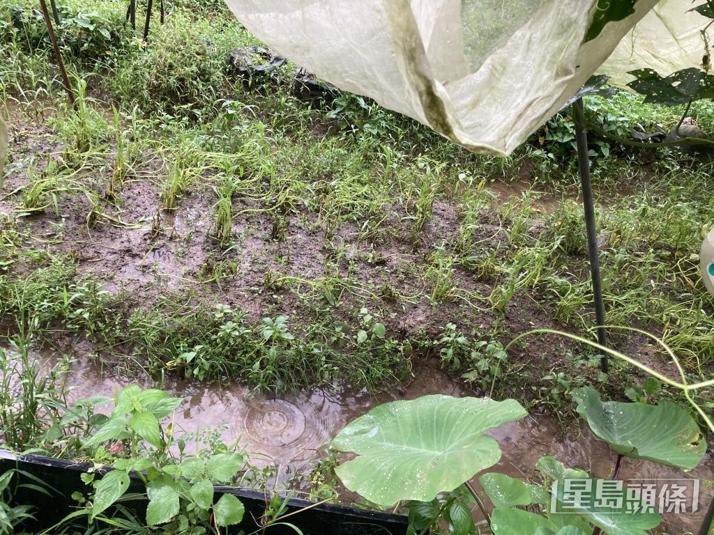 明記有機農場場主潘太表示,連日暴雨令耐澇的通菜也長勢不佳。 受訪者提供 明記有機農場場主潘太表示,連日暴雨令耐澇的通菜也長勢不佳。 受訪者提供