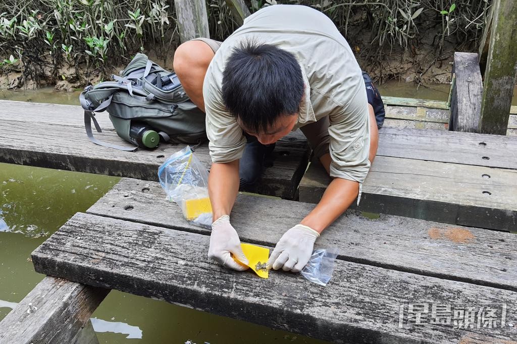 楊劍煥及團隊利用基因檢測分析水獺排遺樣本，確認大小磨刀海岸公園等地有水獺出沒。 嘉道理農場暨植物園提供