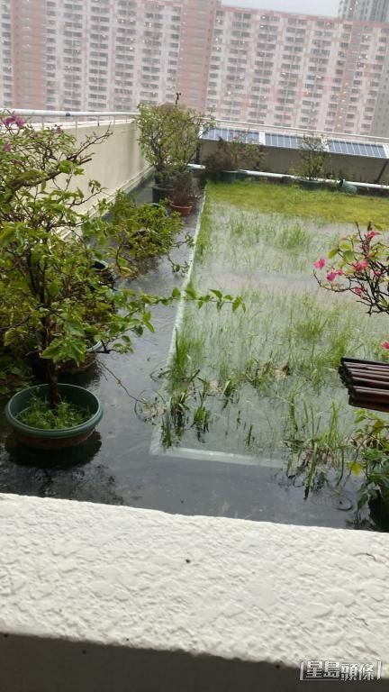 有學校早年受黑雨影響,天台花圃遭雨水淹浸。 受訪者提供 有學校早年受黑雨影響,天台花圃遭雨水淹浸。 受訪者提供