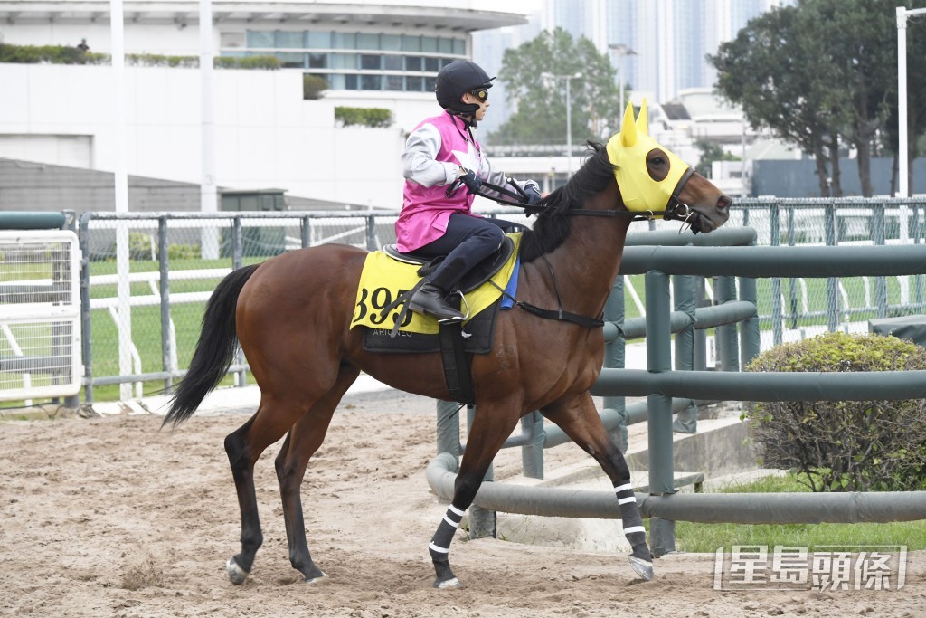 「骏步腾飞」神态生猛火气好，状态好到不得了。