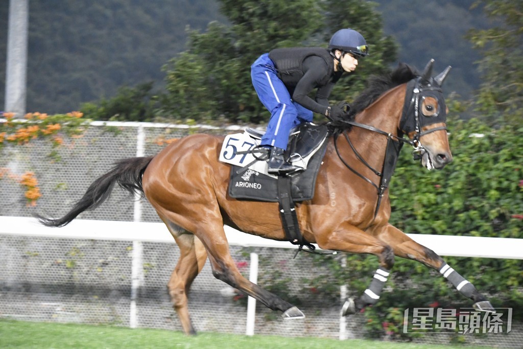  「银亮奔腾」步顺力雄火气充裕，外观靓身实净毛色悦目。