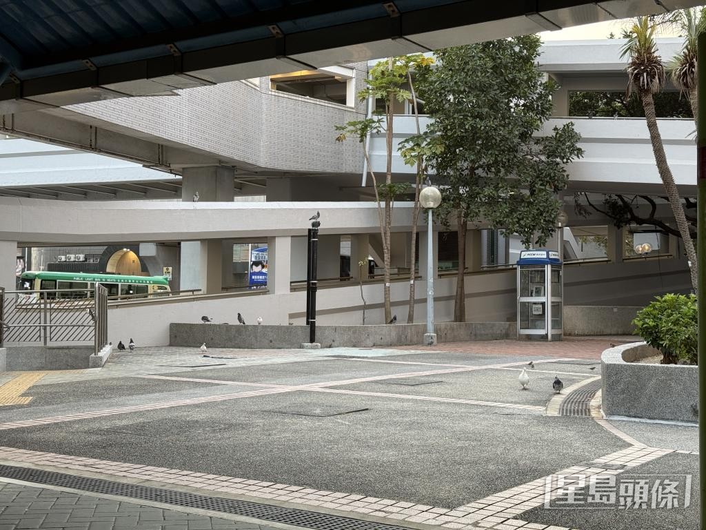 葵芳邨直擊：下午約5時半，位於葵正樓與行人天橋間的花槽位置，陸續有野鴿聚集。