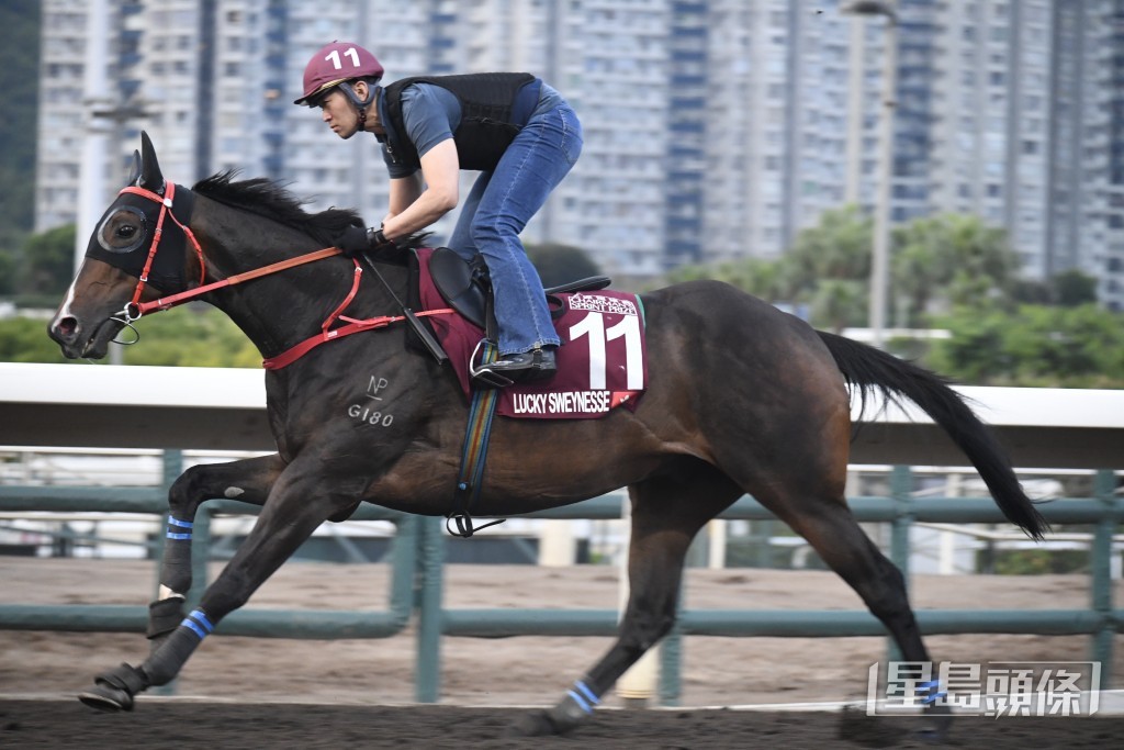 「金鑽貴人」過終點後餘勢又強，狀態去番最佳時候。