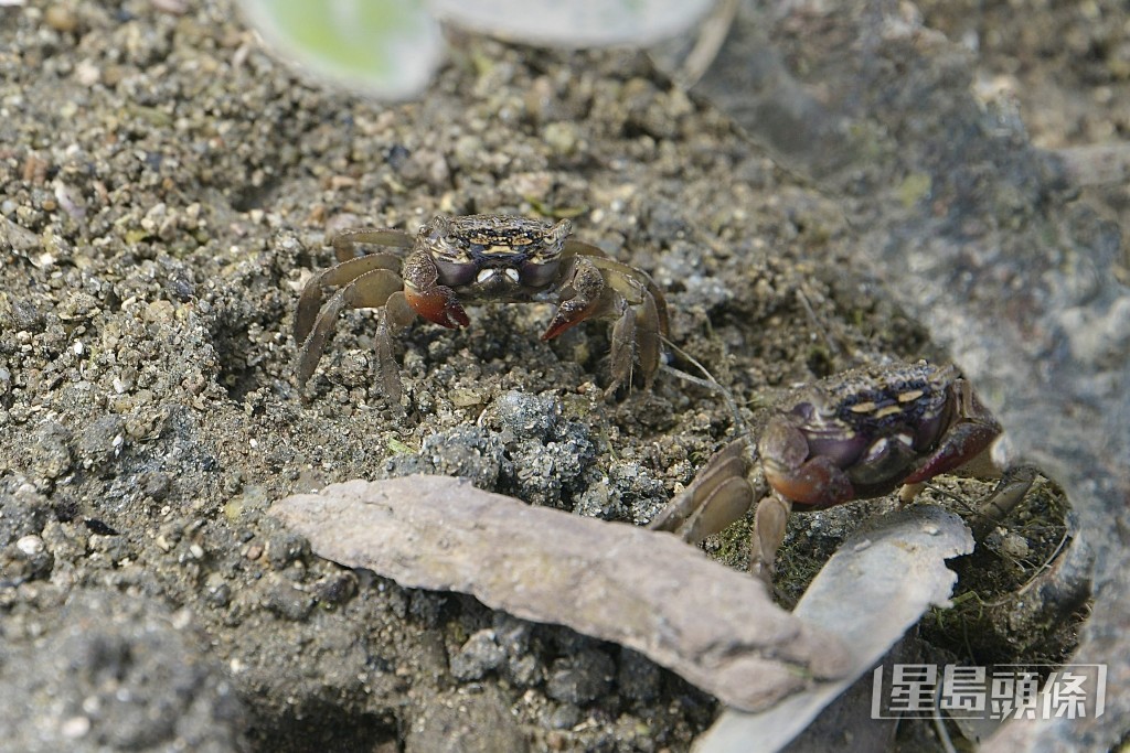 遊人掘蜆時「鏟沙」的動作破壞生物栖息地，會帶出蟹、螺等灘塗生物，令其難以返回沙層裏面，增加生存難度。陳浩元攝