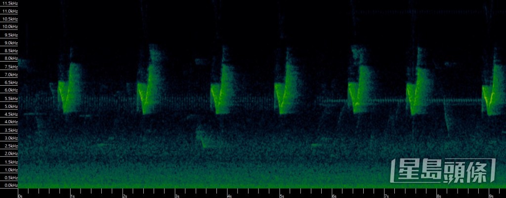 圖中「V」字形狀的頻譜圖案，屬黃眉柳鶯的叫聲。 受訪者提供