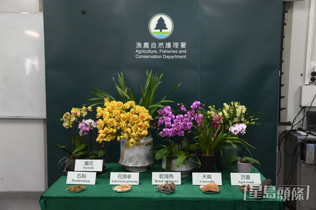 花旗參、蘭花、乾海馬均屬受管制產品。 花旗參、蘭花、乾海馬均屬受管制產品。