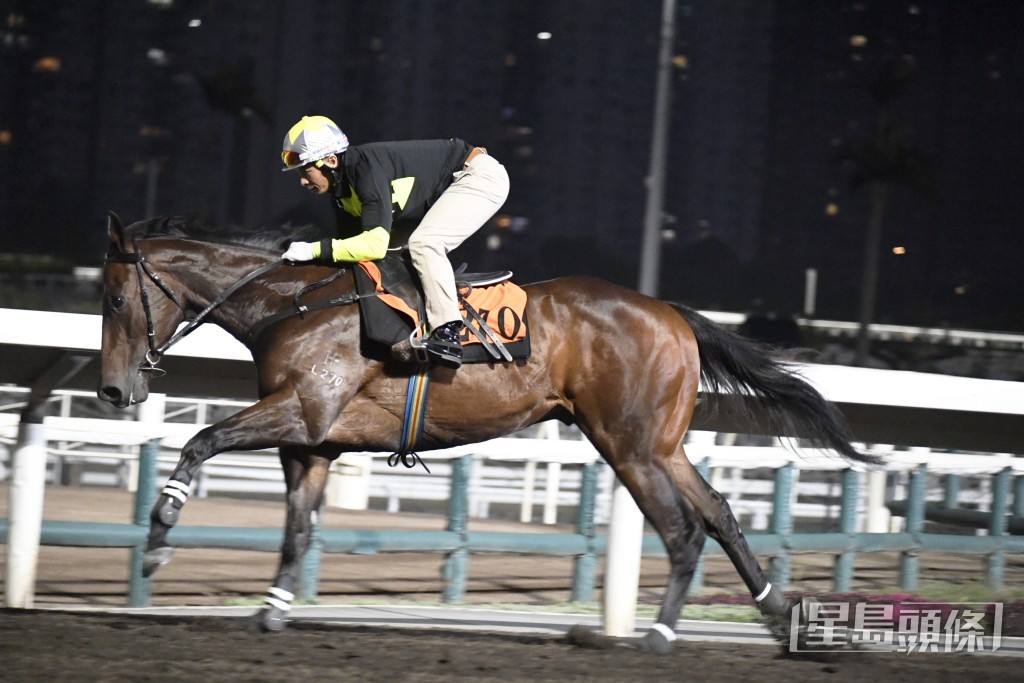 「勤德皆備」試來不徐不疾，台型出眾且身色皆靚。