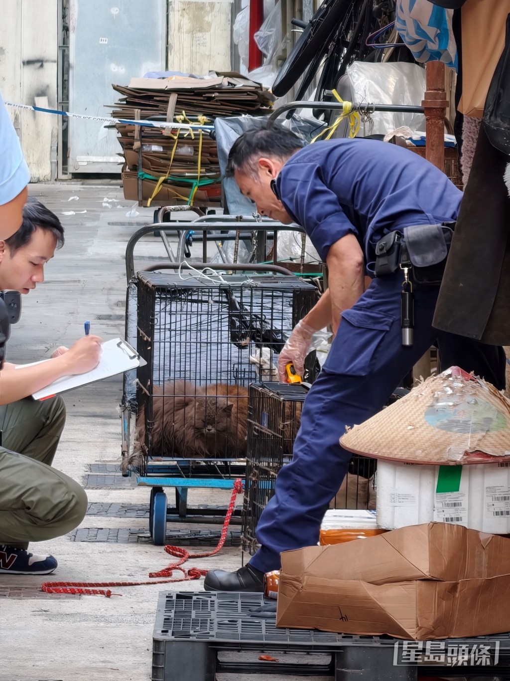 愛護動物協會人員到場協助。 愛護動物協會人員到場協助。