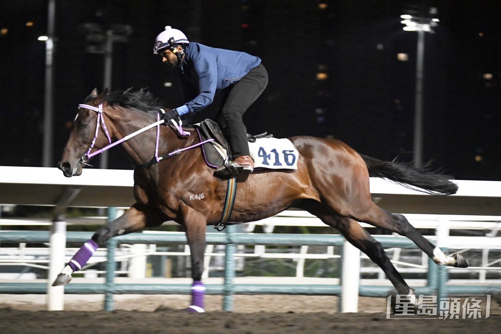 「有情有義」馬身收靚毛色潤澤，已在爭勝水平。