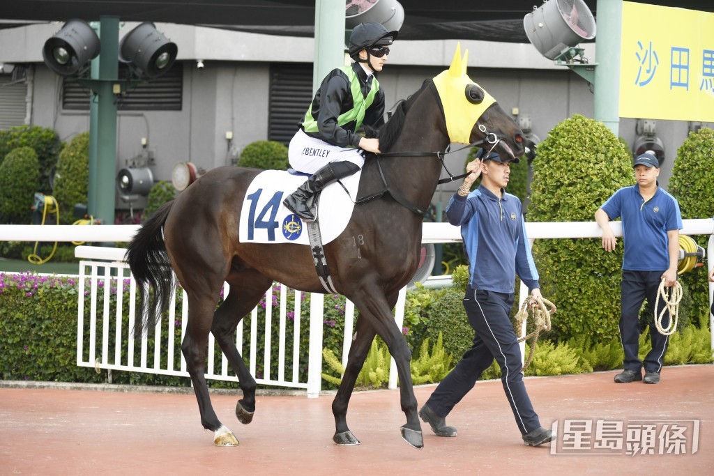 「古惑大师」现阶段还是竞逐谷草中距离较为合适。