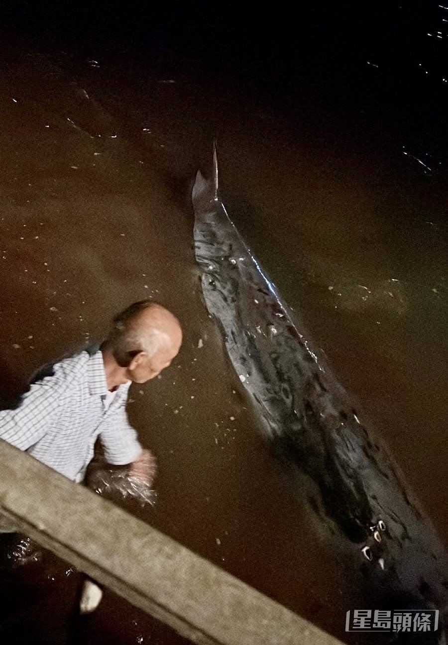 喙鯨腹部疑遭尖石割破流血，有居民行近視察。