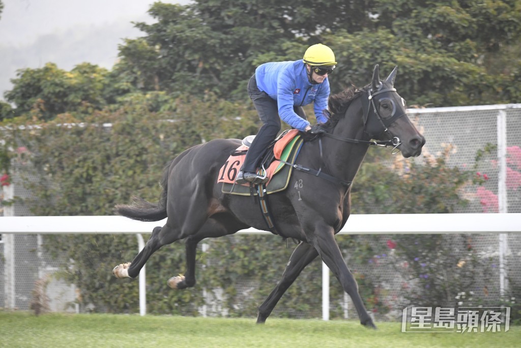 「勇者為皇」運步如輪神采奕奕，步順爽勁神態暢旺。