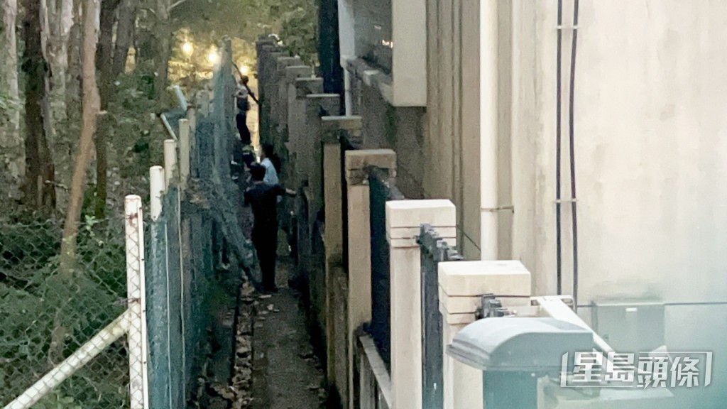 野豬逃至附近樹叢，及後失去蹤影。