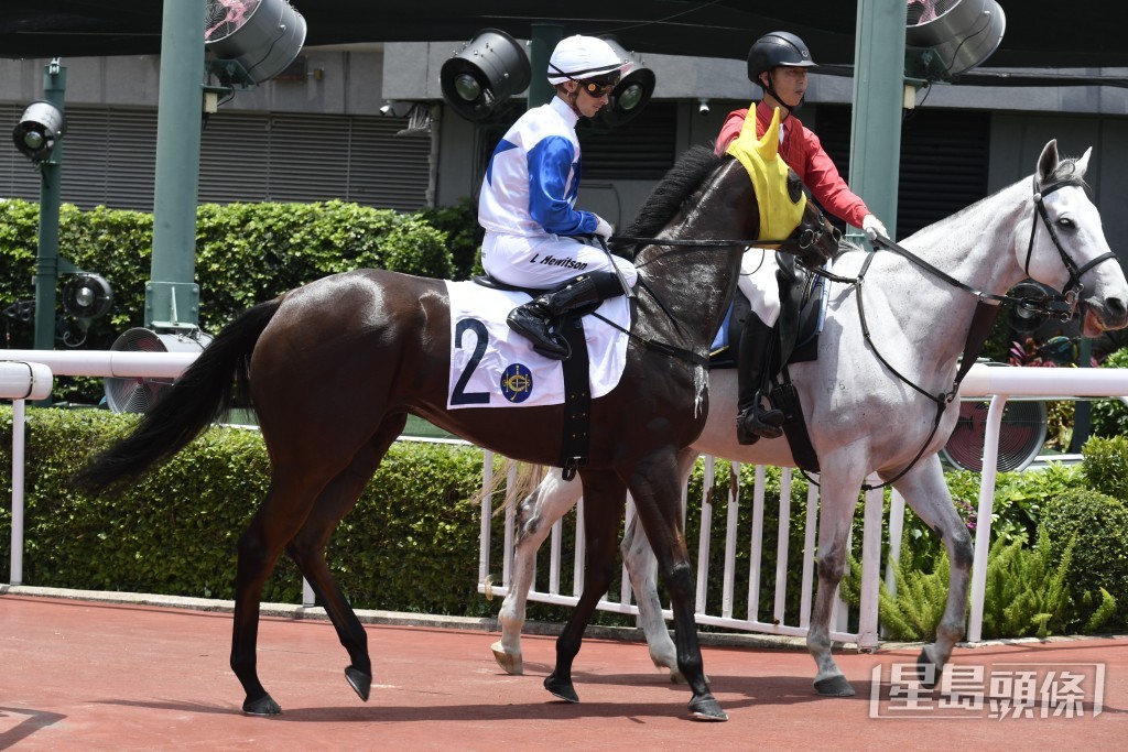  「志在福星」再跑千四米，有望贏出在港首場頭馬。
