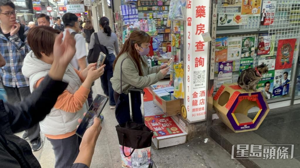 「阻B」平安回家後,貓迷爭相拍照。 「阻B」平安回家後,貓迷爭相拍照。