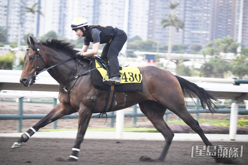 「城中勇士」身够扎实毛色悦目，力度保持有余。