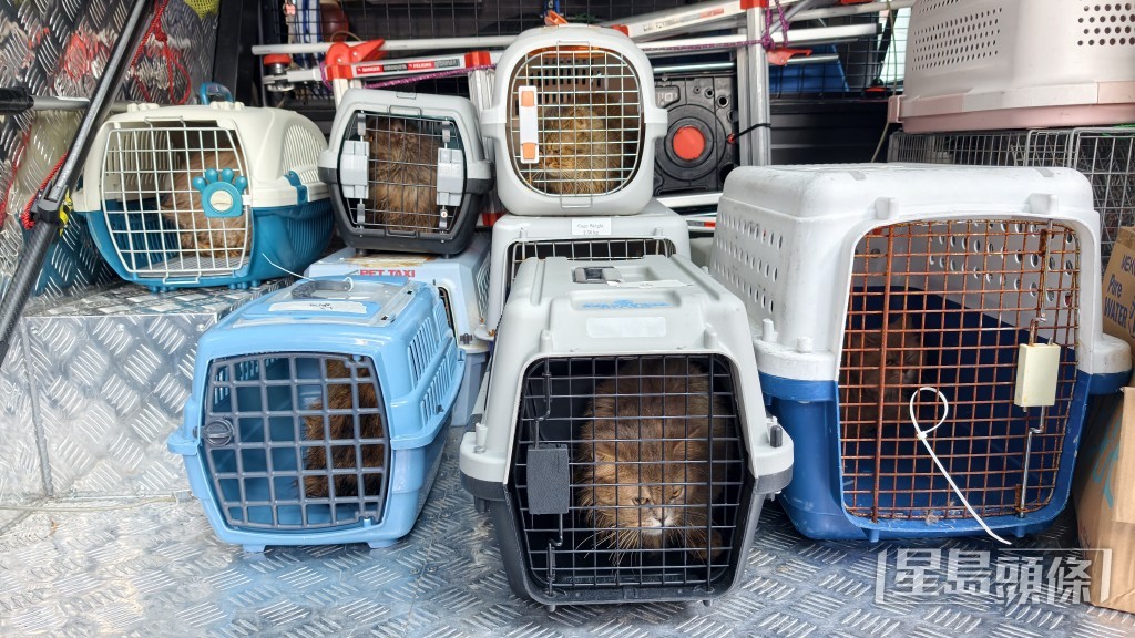 愛協檢獲多達11隻貓。 愛協檢獲多達11隻貓。