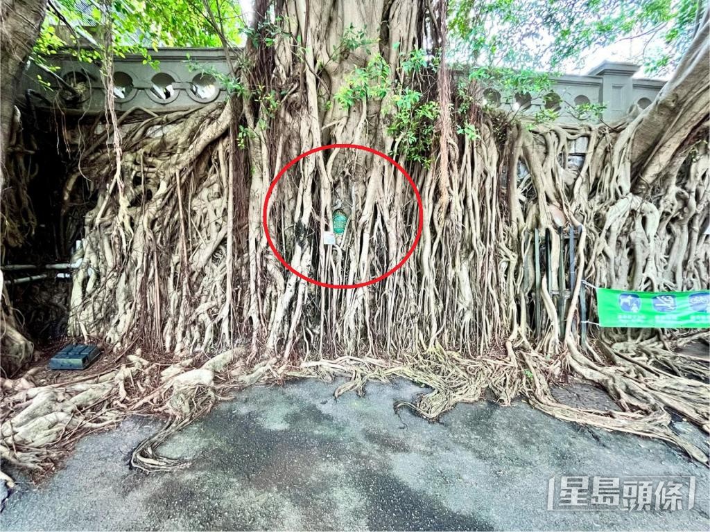位於醫院道入口的石牆樹,其樹根包圍公園標誌(紅圈)。 位於醫院道入口的石牆樹,其樹根包圍公園標誌(紅圈)。