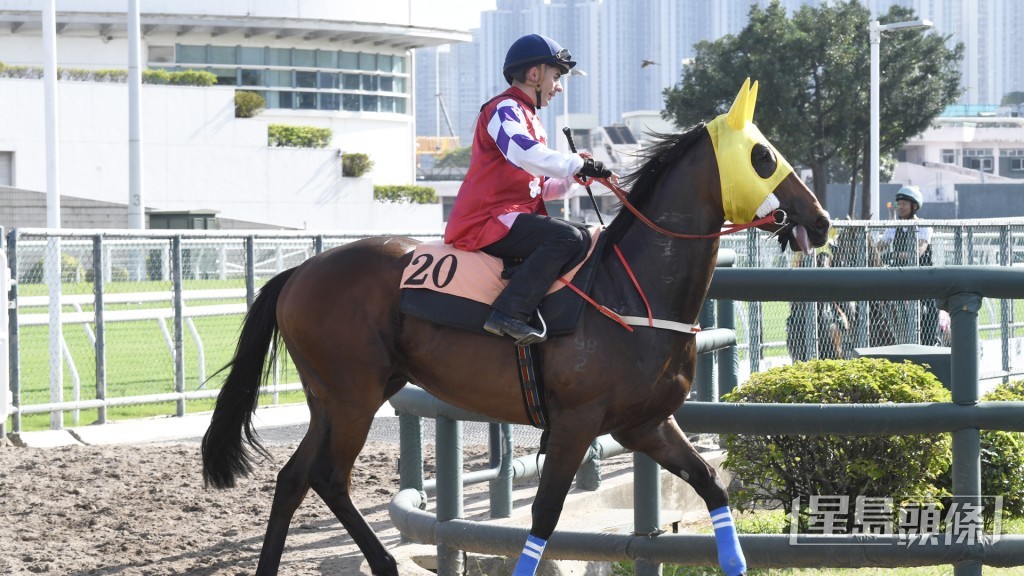 「香港仔」目光炯炯有神，馬身好壯好實淨。
