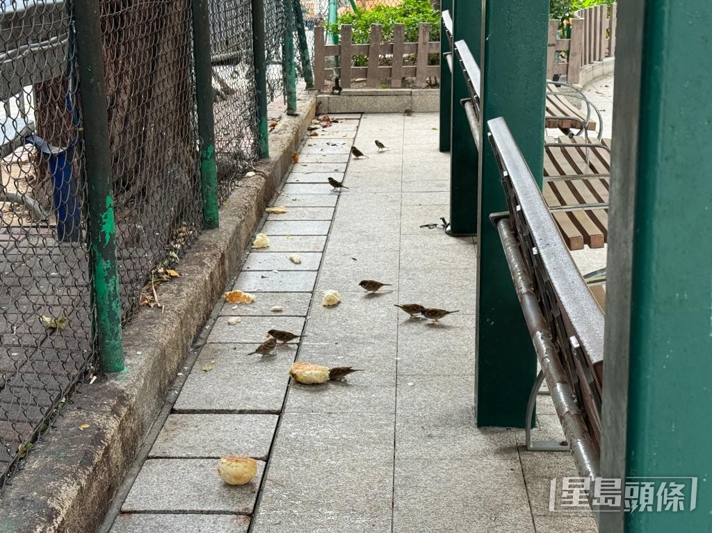旺角洗衣街兒童遊樂場留有麵包，懷疑有人非法餵飼野鳥。