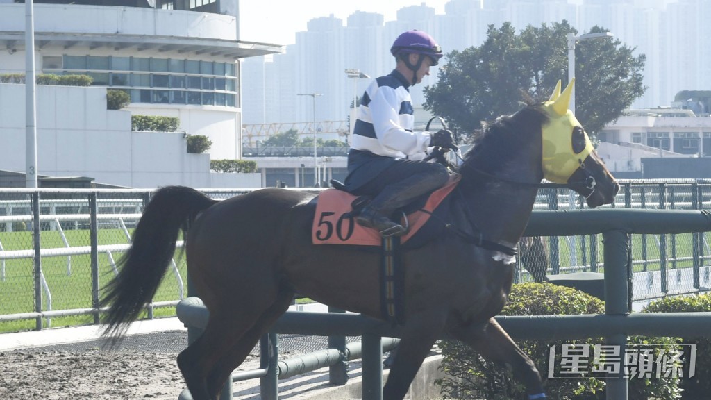 「快樂神駒」身壯肌肉結實，不斷進步狀態好。