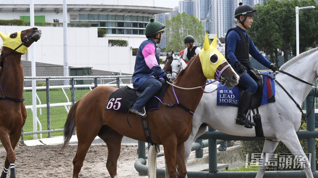「常常感恩」眼神炯炯身壯又乾爽，狀態出色不遜贏馬時。