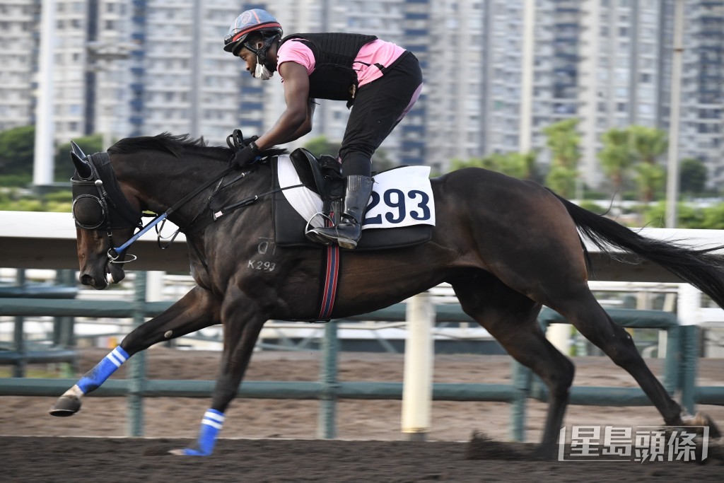  「常嚐發財」馬身已收靚，步挺順暢有力。