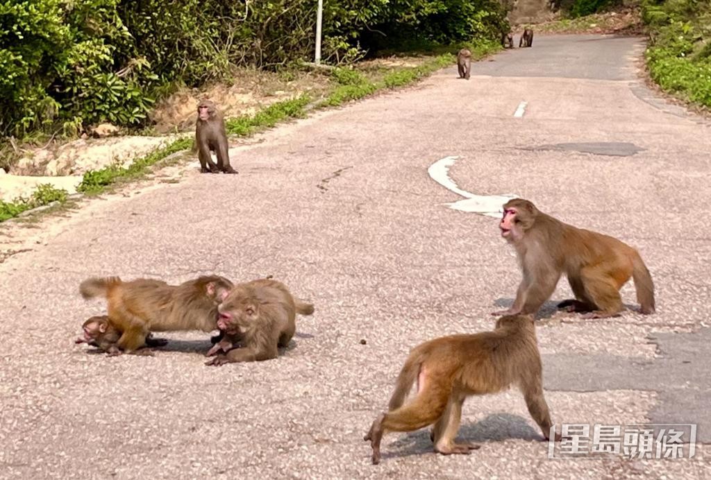 猴群常為爭食物而廝打，圖中的母猴為保護懷內小猴，力抗其他猴子。