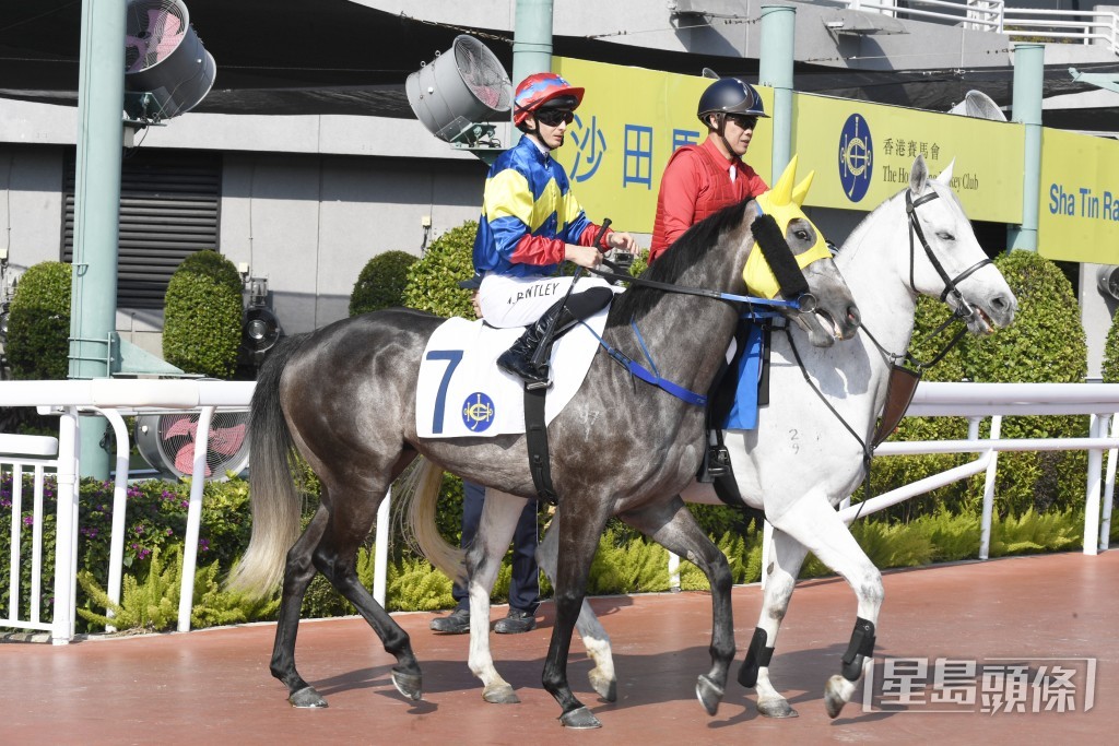 「隼風雲」前仗在同程跑獲季軍，上仗再出亦跑第五。