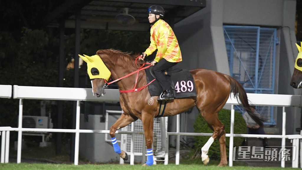 「凱旋升」神情集中步伐輕快，確認去番最佳時候。
