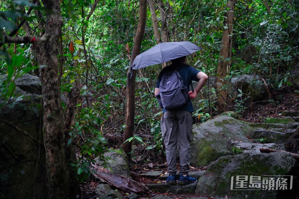邓铭泽指，菇菌通常会在雨后1至2日现身，现时是欣赏本地菇菌的好时机。