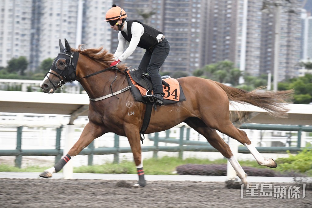「領袖勁力」大步順走頗輕鬆，身收實毛色呈現光澤。