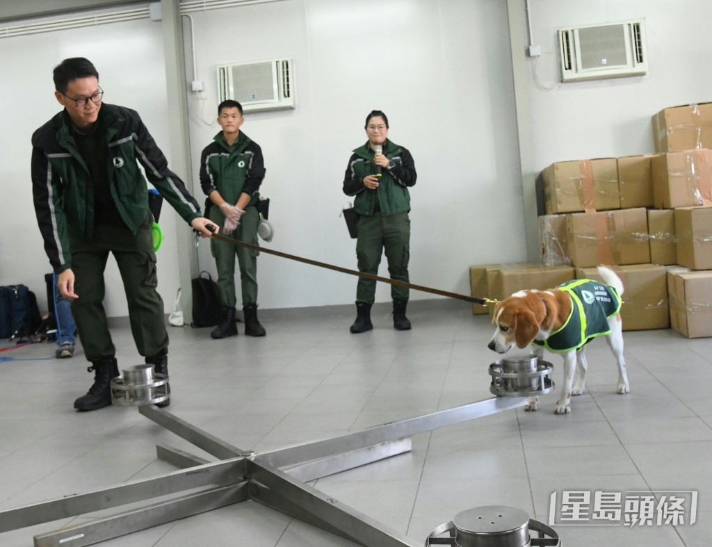 領犬員表示,設置多個空罐作為對照,可確保犬隻僅針對目標氣味作出反應。 領犬員表示,設置多個空罐作為對照,可確保犬隻僅針對目標氣味作出反應。