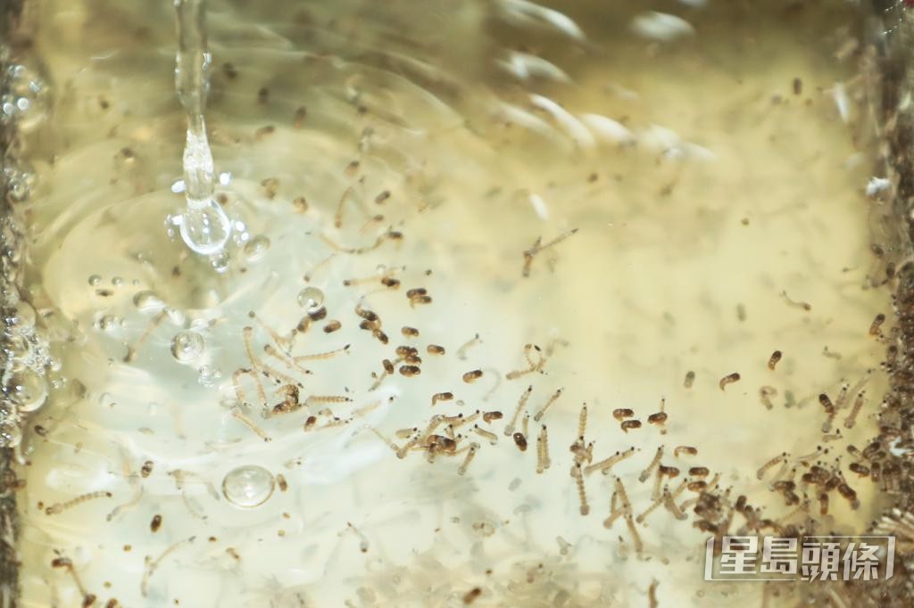 內地一間生物科技公司的白紋伊蚊幼蟲飼養車間。 中新社 內地一間生物科技公司的白紋伊蚊幼蟲飼養車間。 中新社