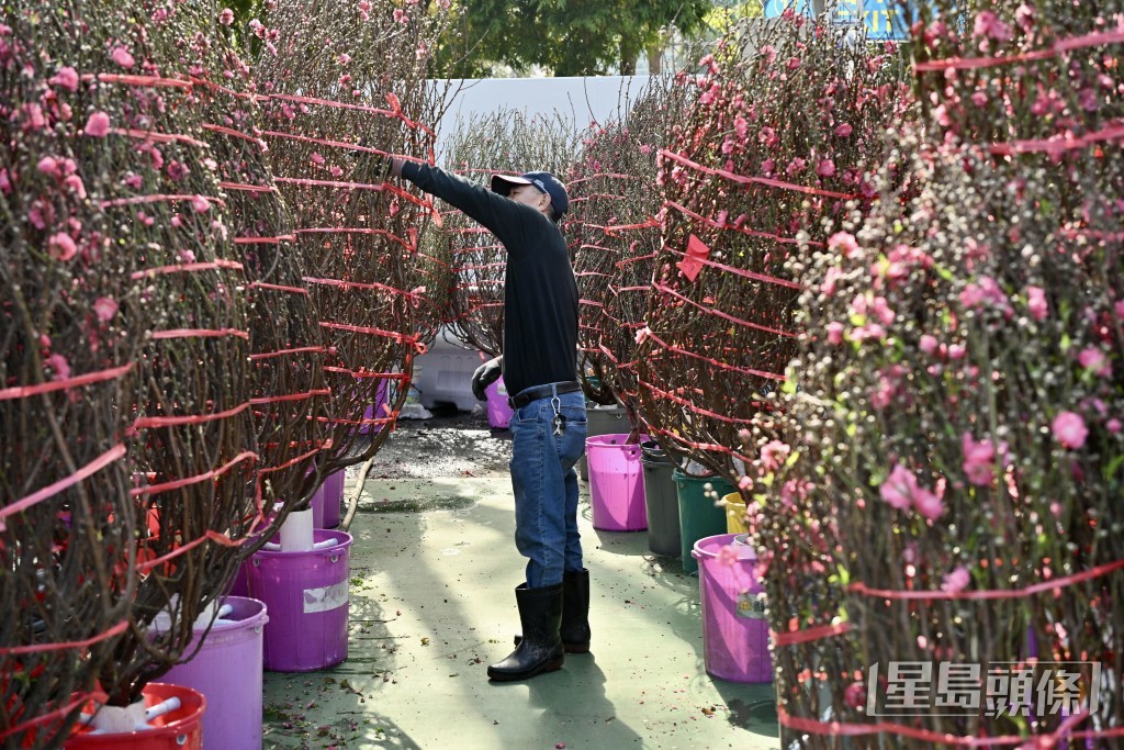 临近情人节，贩卖桃花的摊档前亦吸引市民驻足，挑选“心头好”。