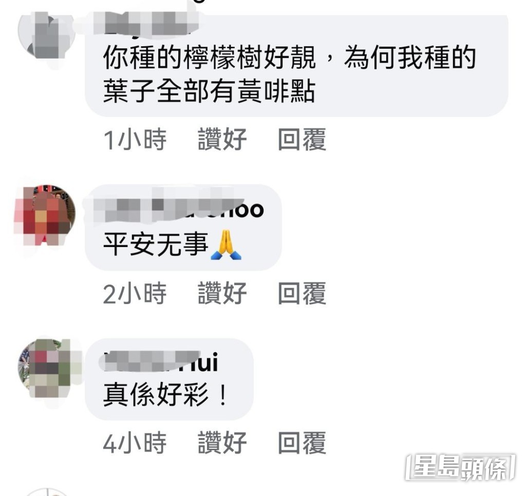 網民對檸檬樹一樣有愛！