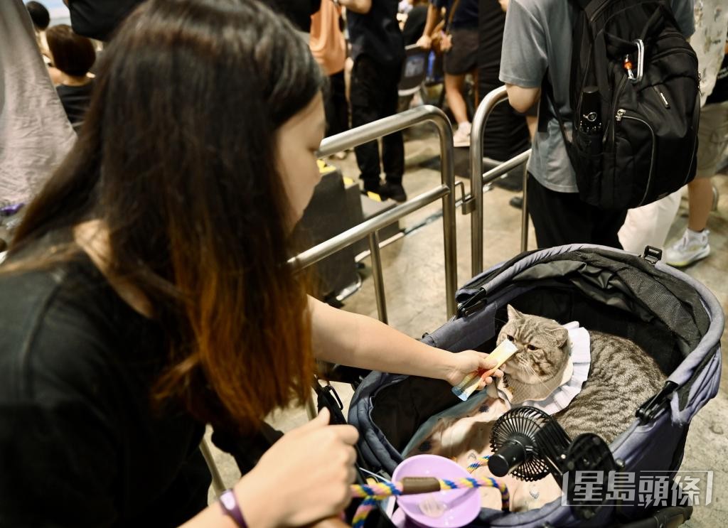 飼養寵物的人數近年不斷上升，帶動寵物食品市場。