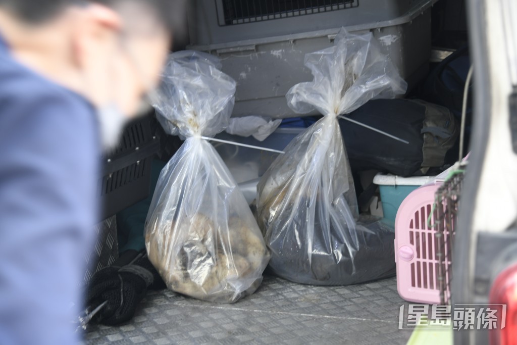 死去的包括一隻牧羊狗、一隻白色貴婦細狗。 死去的包括一隻牧羊狗、一隻白色貴婦細狗。