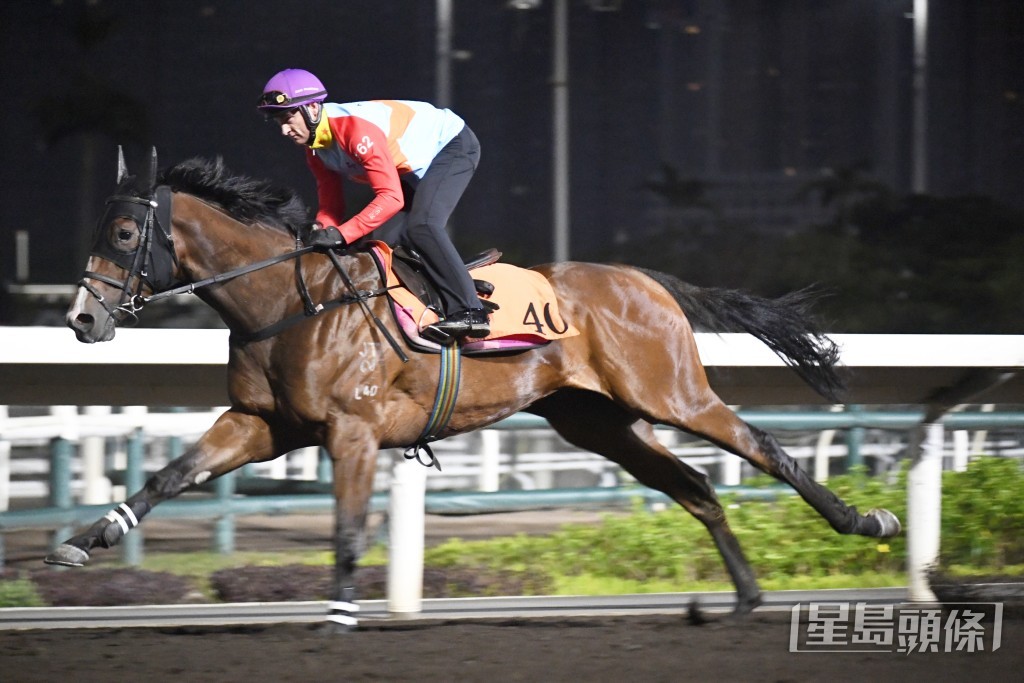 「巴闭精」马身收得壮，翻步急密有弹力。