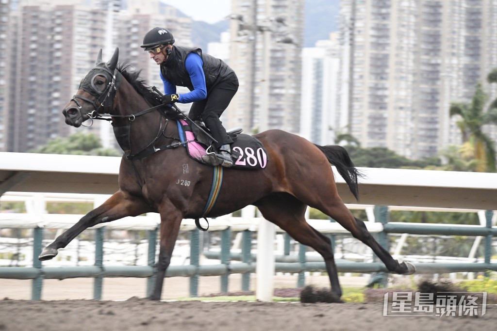 「哈罗威」神色活跃火气不俗，身喼得靓长期呈勇。