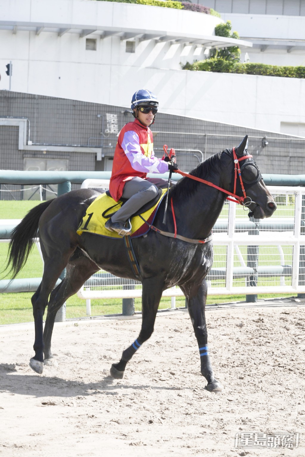 「開心馬」充滿活力好生猛，毛色潤澤雙目有神。