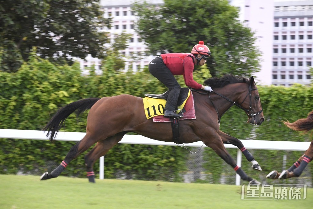 「紅愛舍」力度充足暗火湧現，朝氣勃勃佳態洋溢。