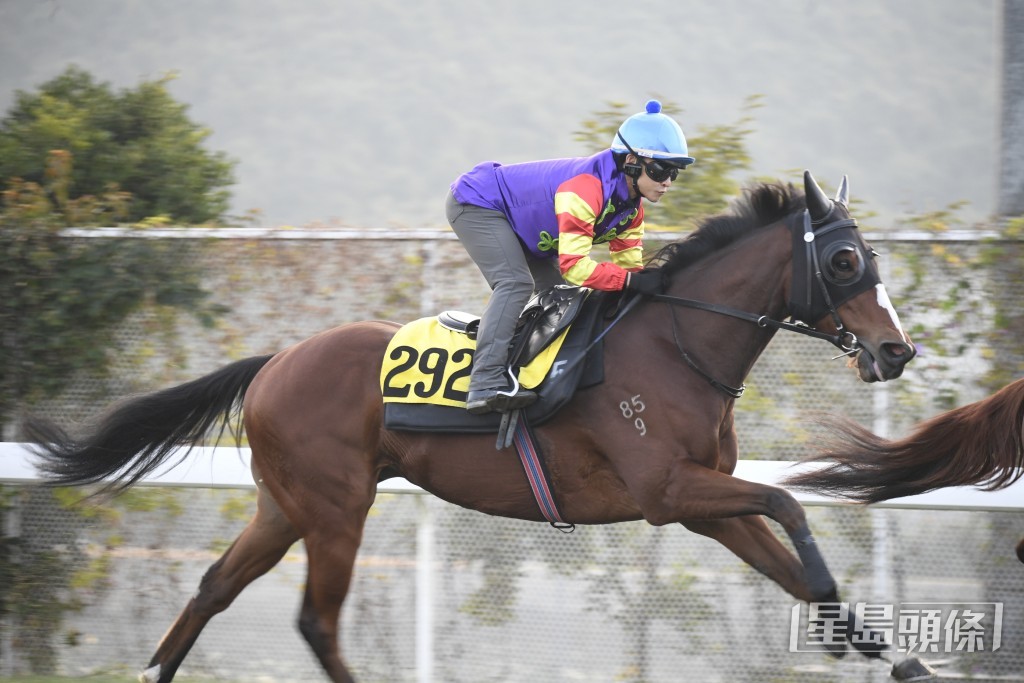 「木火龙驹」试来从容不逼，状态未见低落。