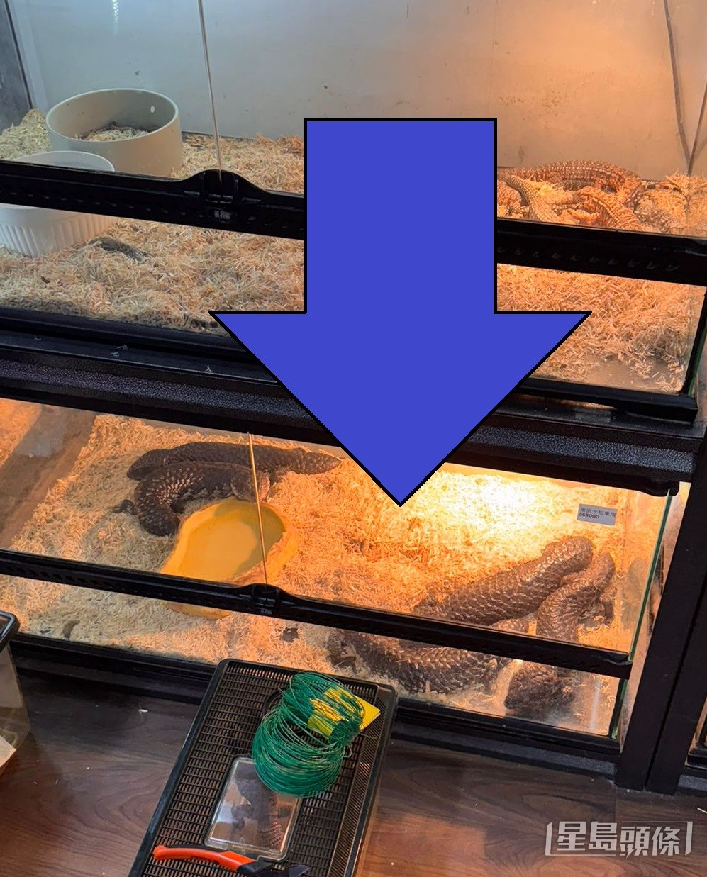 有寵物店售賣原產於澳洲的松果蜥。 受訪者提供
