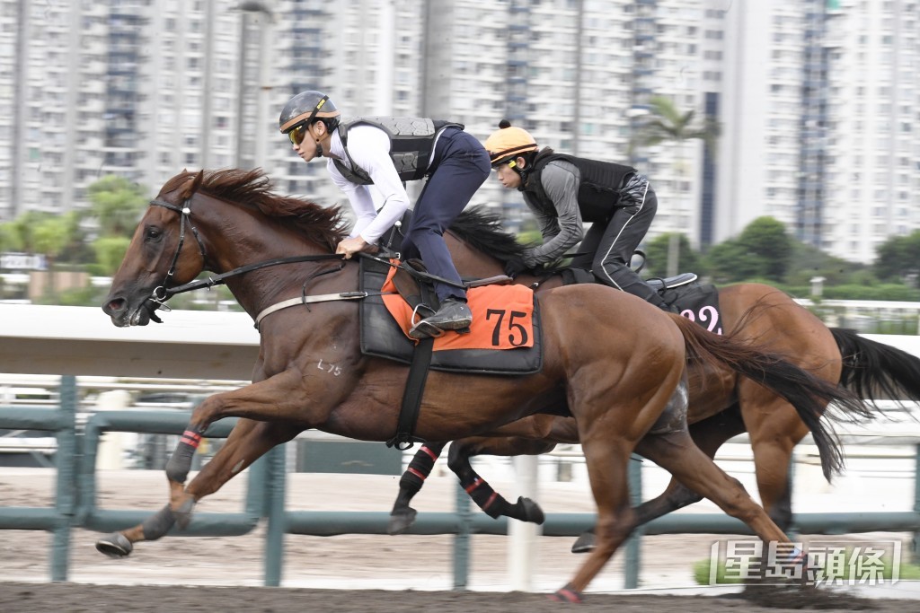 「飛馬座」外觀企埋皮光肉滑，上佳水準譽滿欄邊。