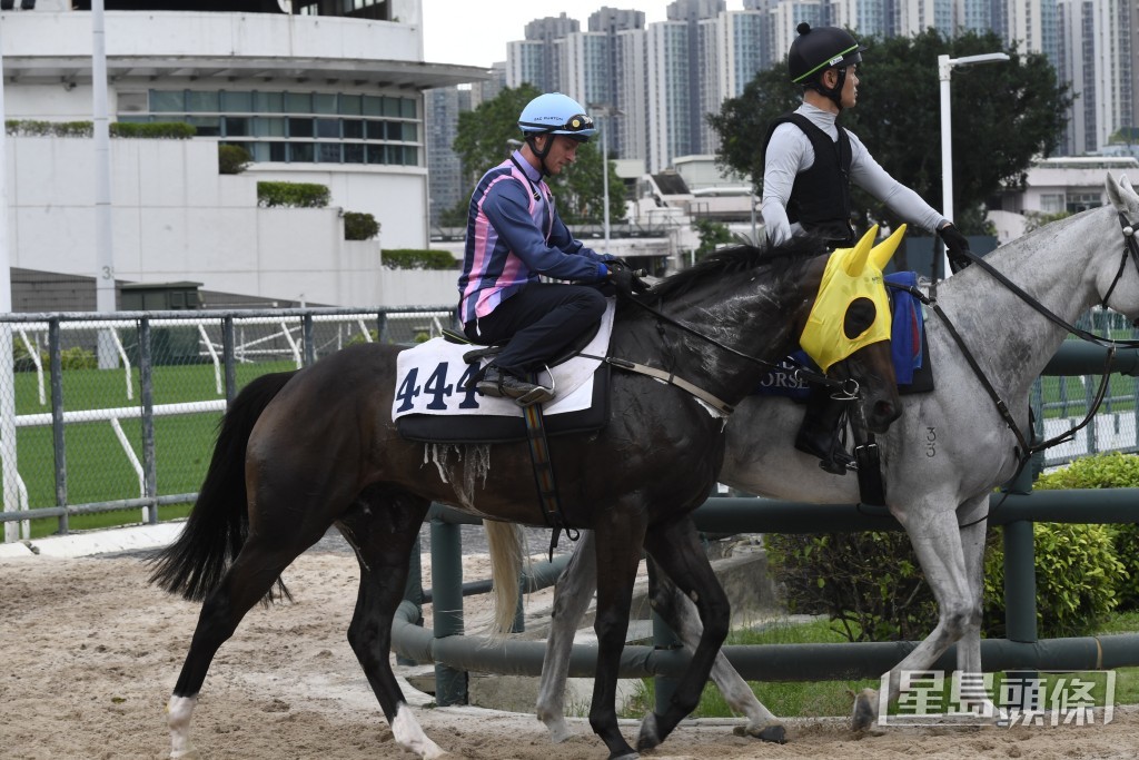 「凝妙星」跨步開揚有力，前所未見吸引。